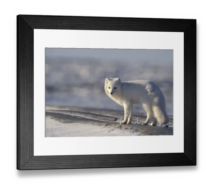 Framed Print : Arctic Fox (Alopex lagopus) standing on rock near Churchill