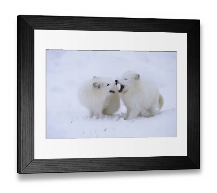 Framed Print : Arctic Fox (Alopex lagopus), pair, play-fighting