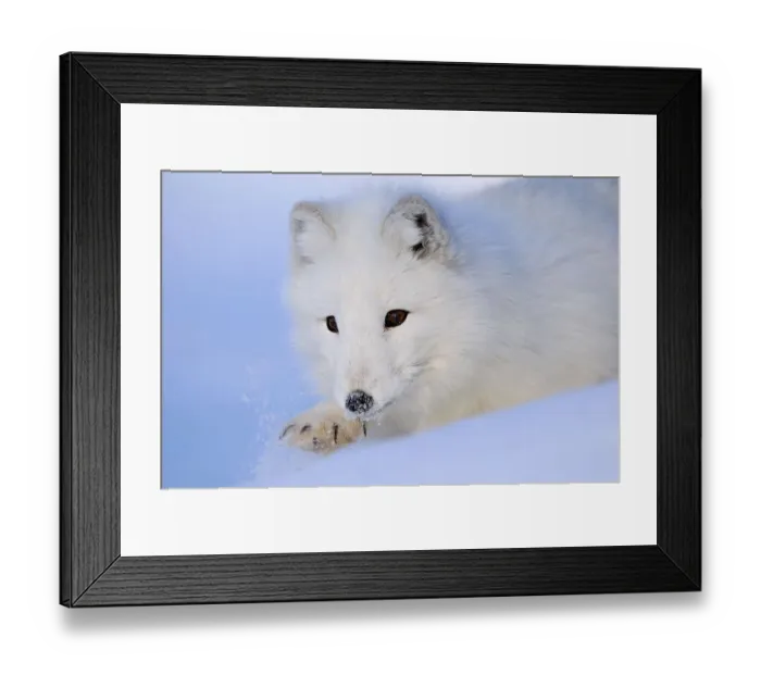 Framed Print : Arctic fox (Alopex lagopus) adult Framed Print : Arctic fox (Alopex lagopus) adult