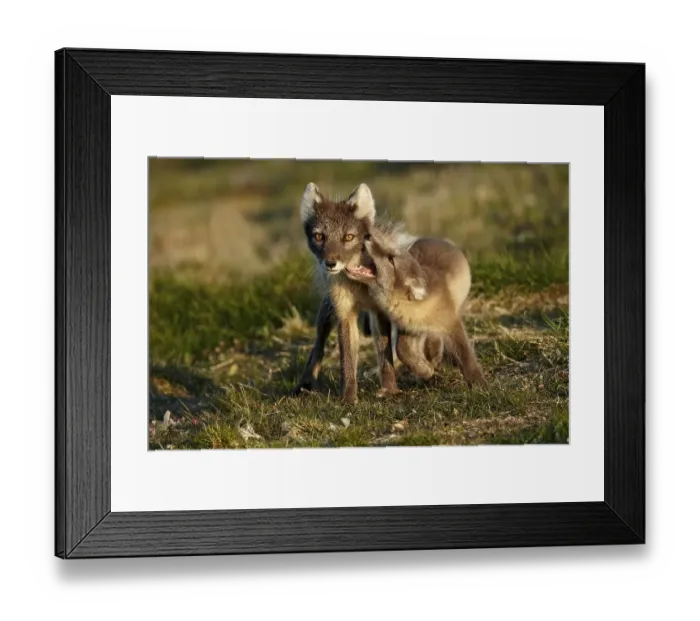 Framed Print : Arctic Fox (Alopex lagopus) adult female Framed Print : Arctic Fox (Alopex lagopus) adult female