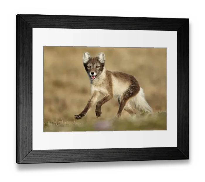 Framed Print : Arctic Fox (Alopex lagopus) adult female Framed Print : Arctic Fox (Alopex lagopus) adult female