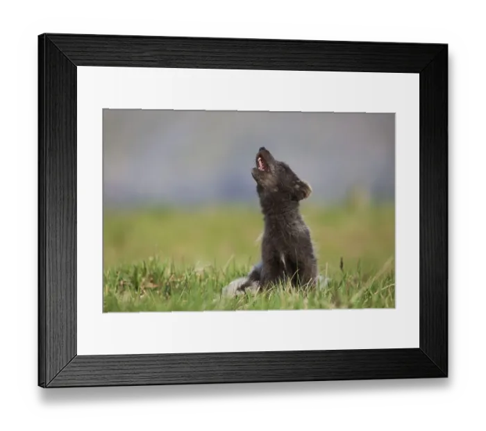 Framed Print : Howling Arctic Fox (Alopex lagopus) Framed Print : Howling Arctic Fox (Alopex lagopus)