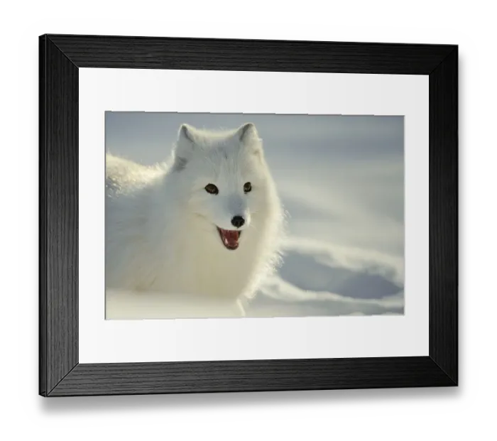 Framed Print : Arctic fox (Alopex lagopus) (Vulpes lagopus)