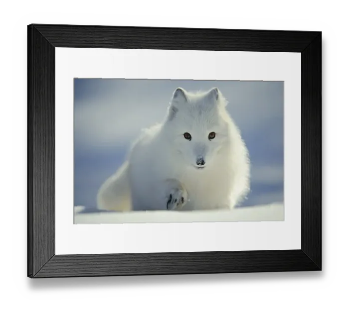 Framed Print : Arctic fox (Alopex lagopus) (Vulpes lagopus)