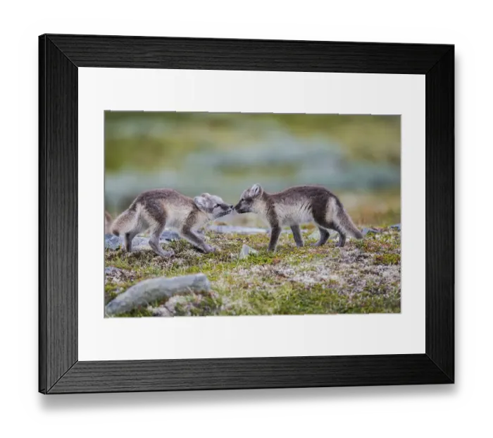Framed Print : Arctic fox (Vulpes lagopus), young on Fjell Framed Print : Arctic fox (Vulpes lagopus), young on Fjell