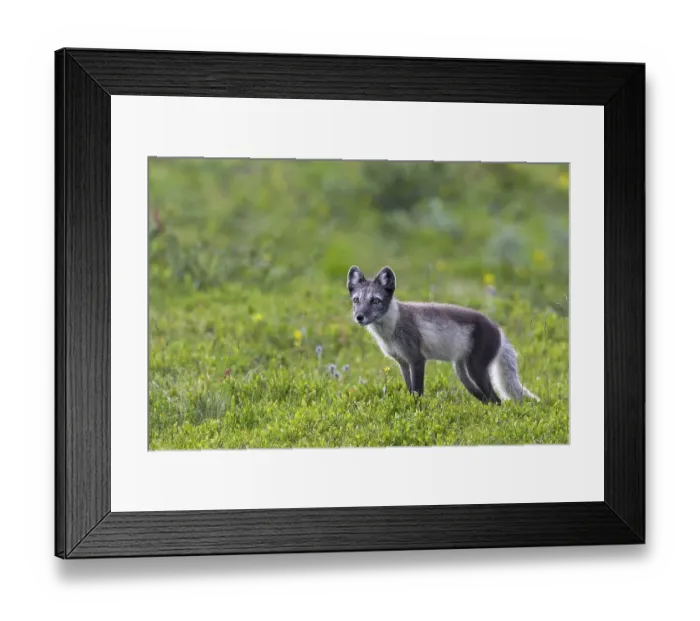 Framed Print : Arctic fox (Alopex lagopus) (Vulpes lagopus) on the tundra in summer Framed Print : Arctic fox (Alopex lagopus) (Vulpes lagopus) on the tundra in summer