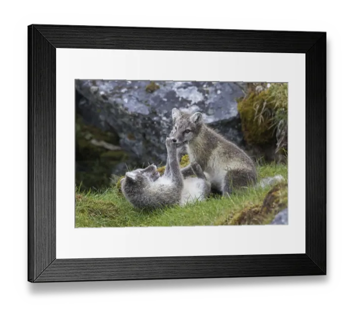 Framed Print : Arctic fox (Alopex lagopus) (Vulpes lagopus)