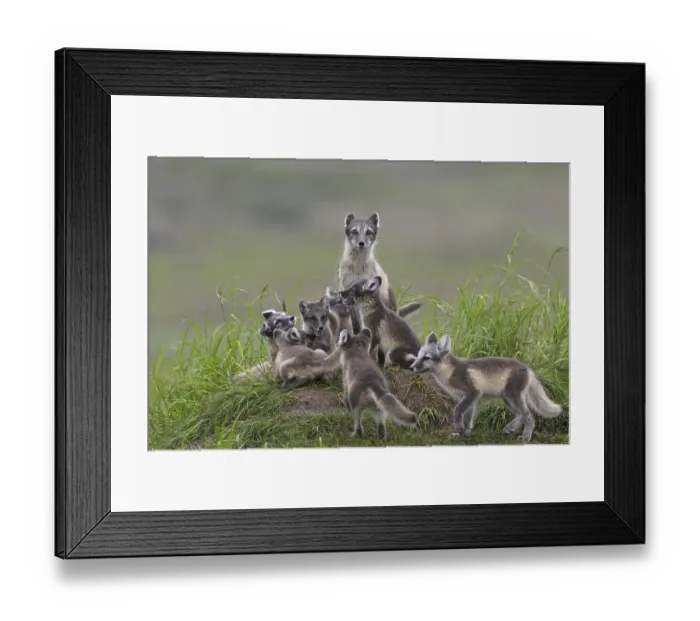Framed Print : Arctic fox (Alopex lagopus) (Vulpes lagopus) adult and cubs at den on the tundra in summer