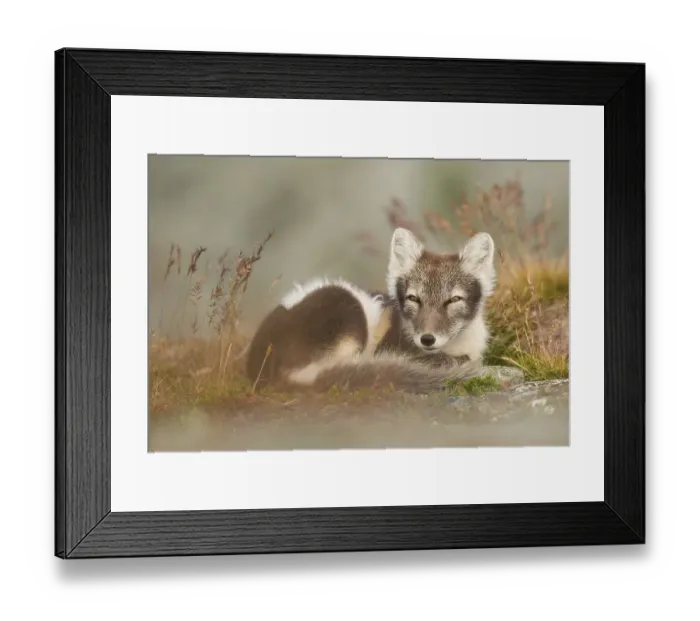 Framed Print : Arctic fox (alopex lagopus) dormant