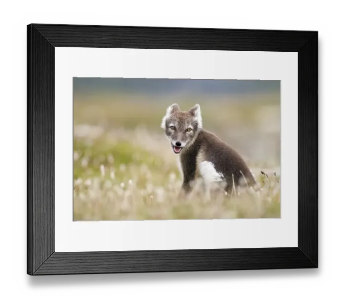 Framed Print : Arctic fox (alopex lagopus) sitting in blooming meadow