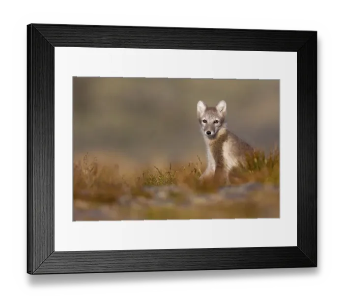 Framed Print : Arctic fox (alopex lagopus) sitting in meadow