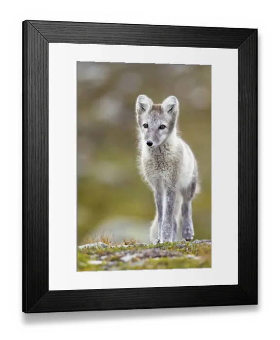 Framed Print : Arctic fox (alopex lagopus), Dovre-Fjell national park
