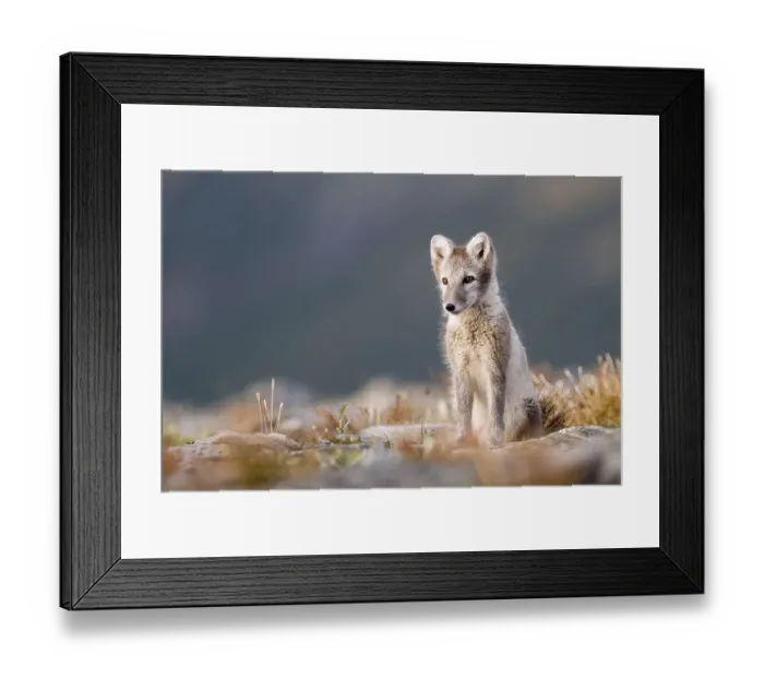 Framed Print : Arctic fox (alopex lagopus), alert
