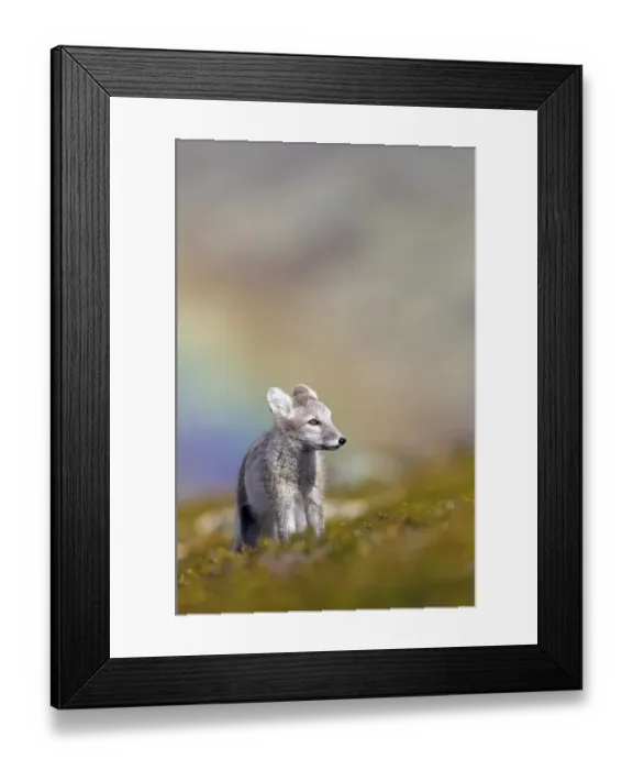 Framed Print : Arctic fox (alopex lagopus) stands in meadow in front of rainbow