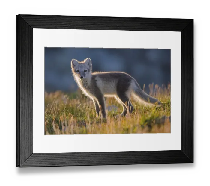Framed Print : Arctic fox (alopex lagopus), young animal standing in the fjell Framed Print : Arctic fox (alopex lagopus), young animal standing in the fjell