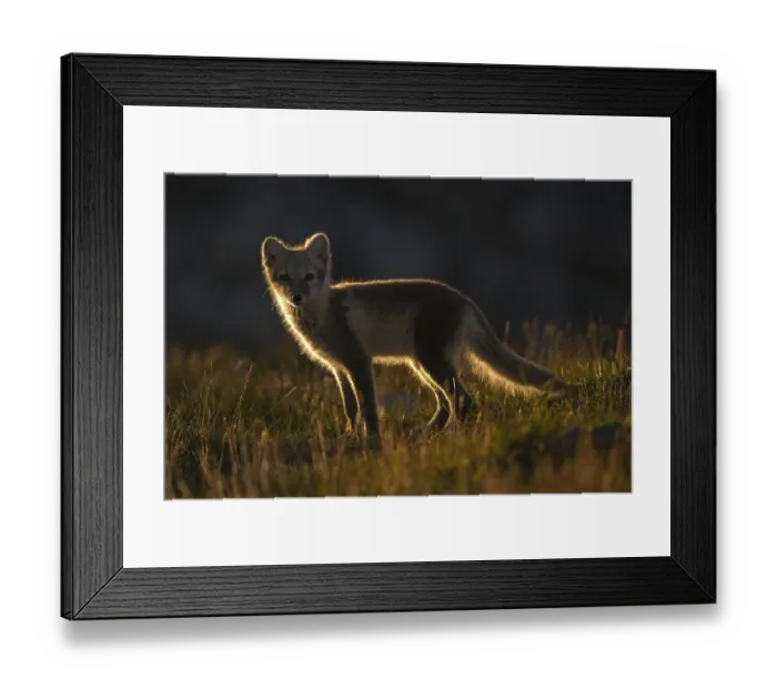 Framed Print : Arctic fox (alopex lagopus), young animal standing in the fjell Framed Print : Arctic fox (alopex lagopus), young animal standing in the fjell