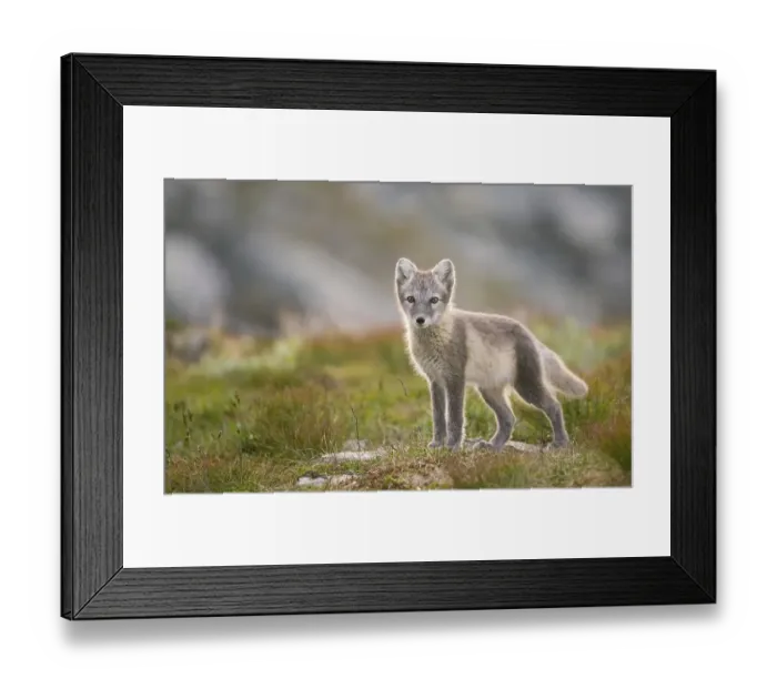 Framed Print : Arctic fox (alopex lagopus), young animal in Fjell
