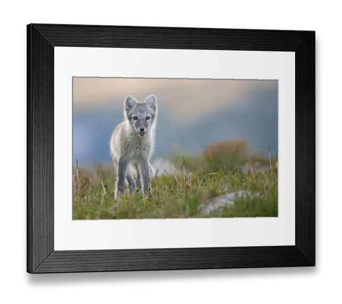 Framed Print : Arctic fox (alopex lagopus), young animal in Fjell