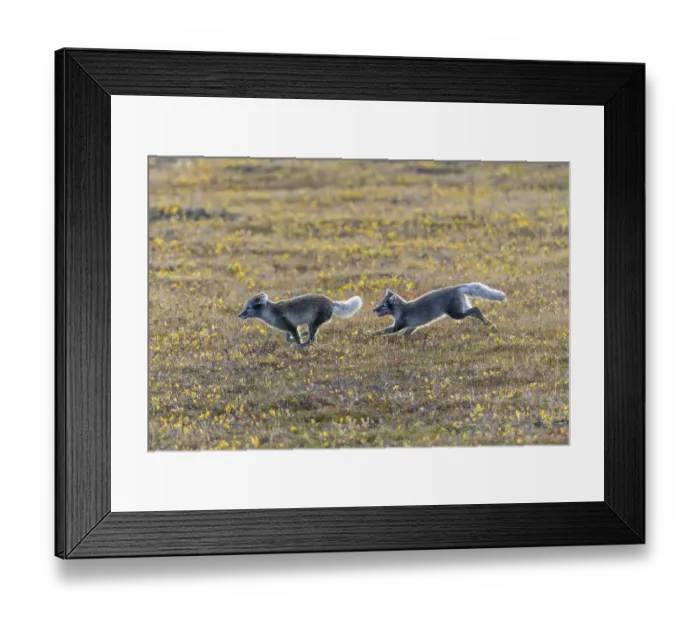 Framed Print : Playful young Arctic foxes (Vulpes lagopus)