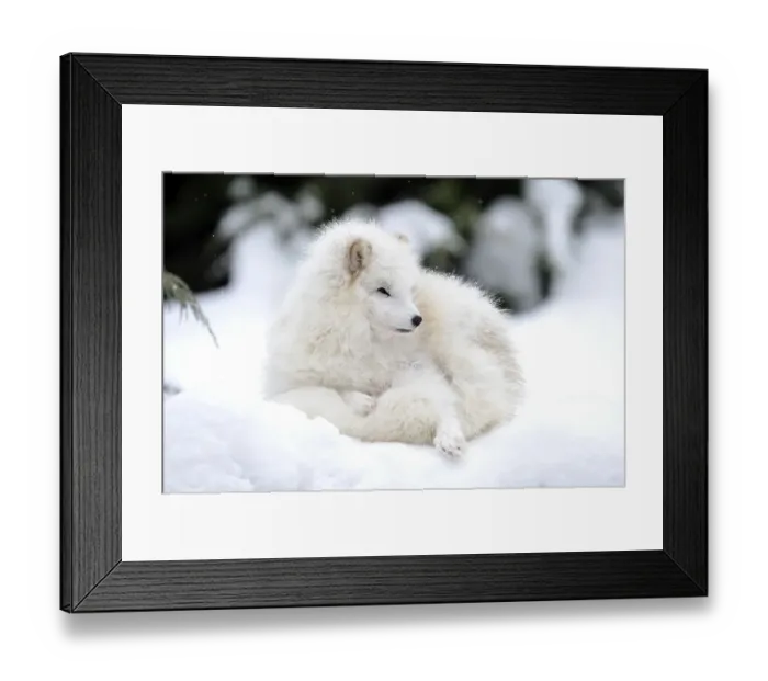 Framed Print : Arctic fox (Alopex lagopus)