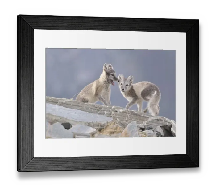 Framed Print : Young Arctic foxes (Vulpes lagopus, syn)