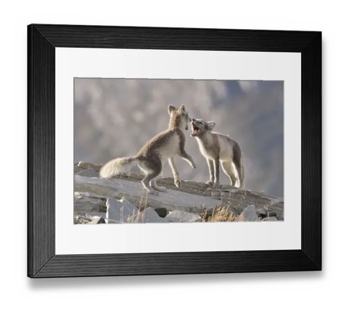 Framed Print : Young Arctic foxes (Vulpes lagopus, syn)