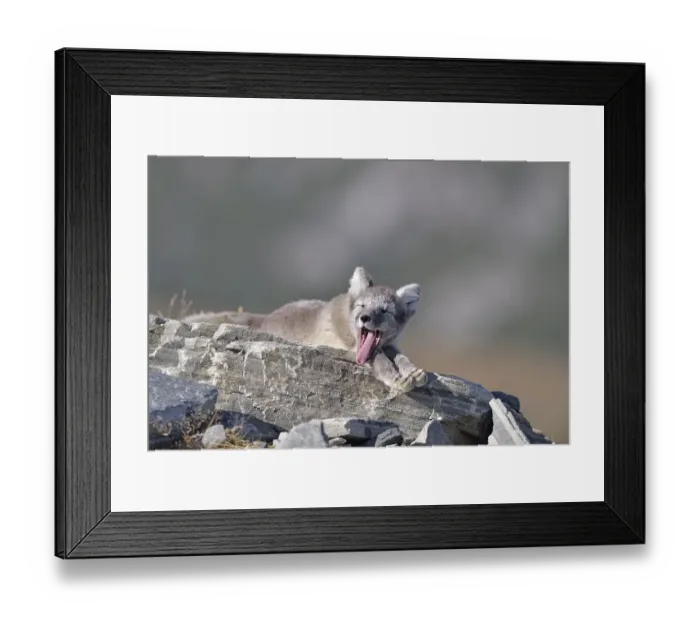 Framed Print : Arctic fox (Vulpes lagopus, Alopex lagopus)