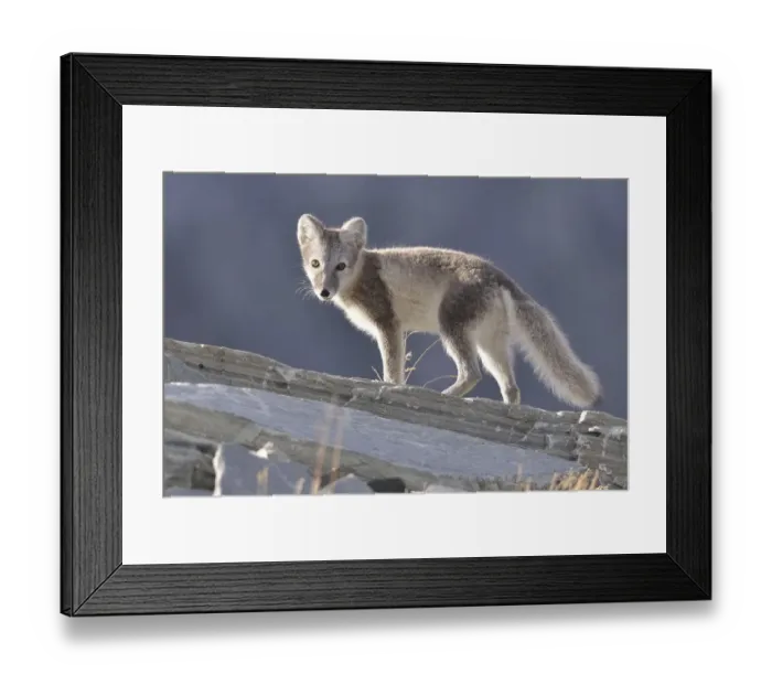 Framed Print : Arctic fox (Vulpes lagopus, Alopex lagopus)
