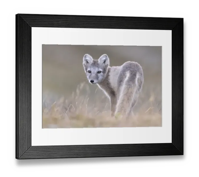 Framed Print : Arctic fox (Vulpes lagopus), young