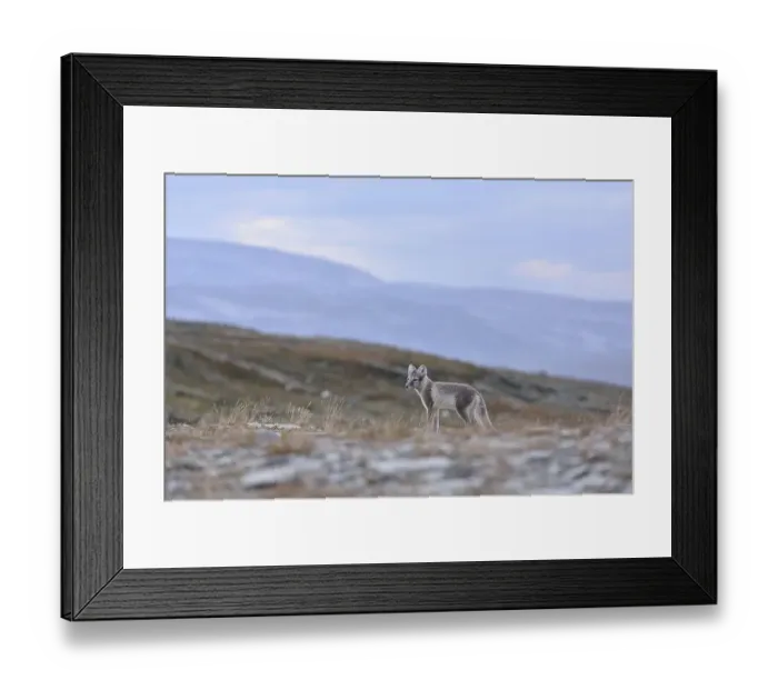 Framed Print : Arctic fox (Vulpes lagopus), young animal stands in Fjell Framed Print : Arctic fox (Vulpes lagopus), young animal stands in Fjell
