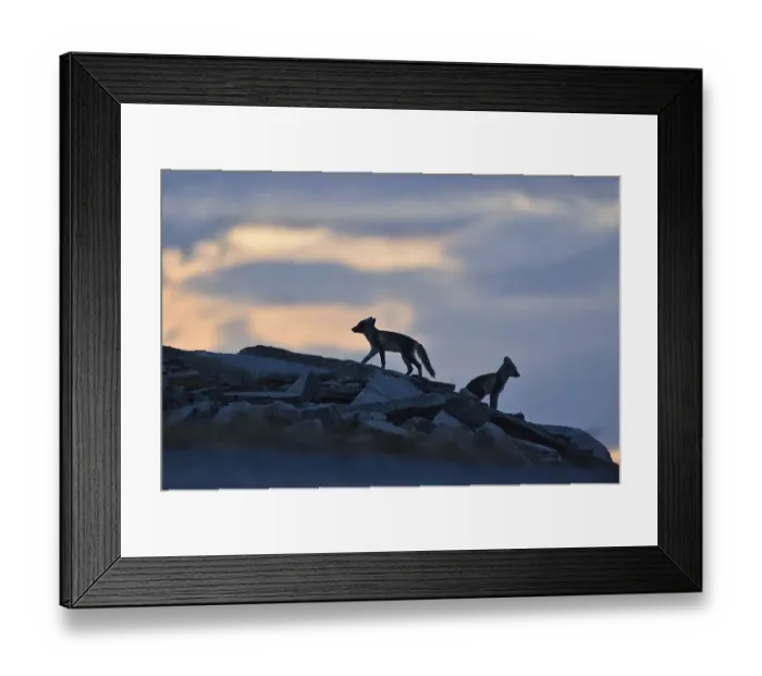 Framed Print : Arctic fox (Vulpes lagopus), two young animals on a rock