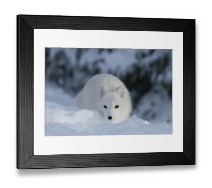 Framed Print : Arctic fox (Vulpes lagopus syn)