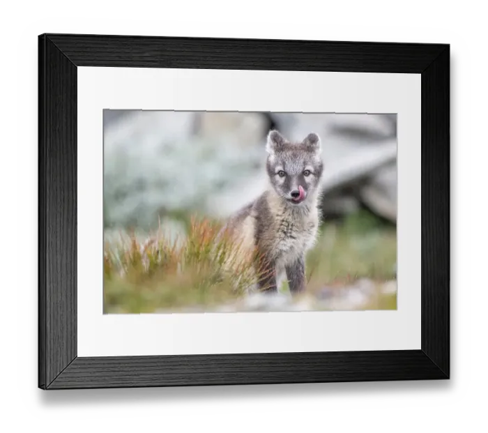 Framed Print : Young arctic fox (Vulpes lagopus)