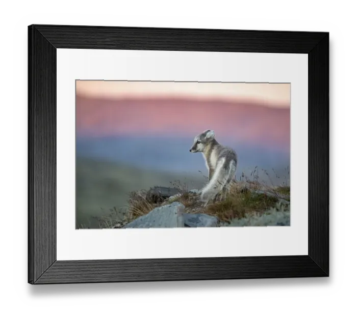 Framed Print : Arctic fox (Vulpes lagopus) in the evening