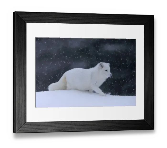 Framed Print : Arctic fox (Vulpes lagopus), adult