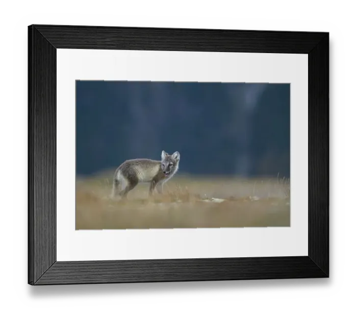 Framed Print : Arctic fox (Vulpes lagopus), puppy looking over shoulder in the Fell Framed Print : Arctic fox (Vulpes lagopus), puppy looking over shoulder in the Fell