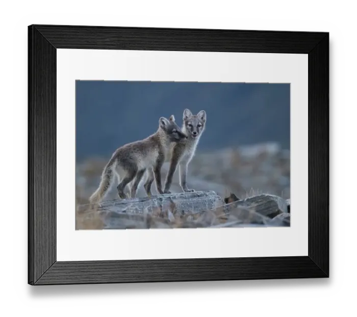 Framed Print : Arctic fox (Vulpes lagopus) puppies in the Fell