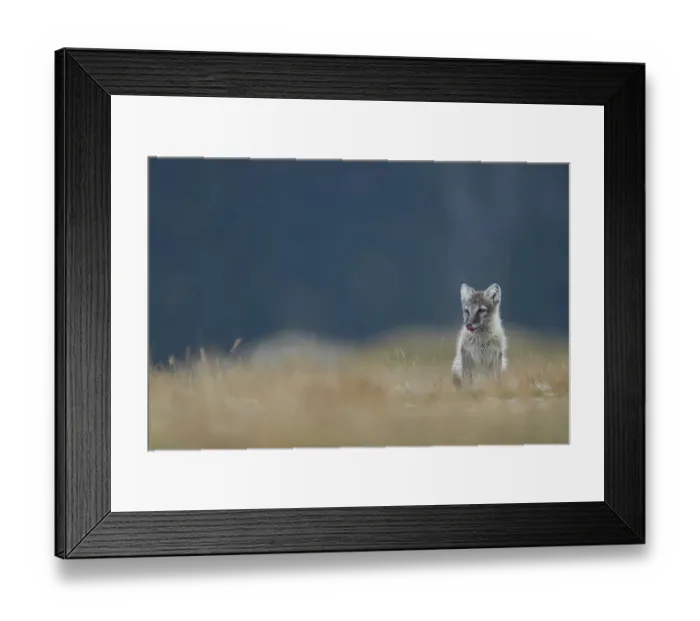 Framed Print : Arctic fox (Vulpes lagopus), puppy with tongue out