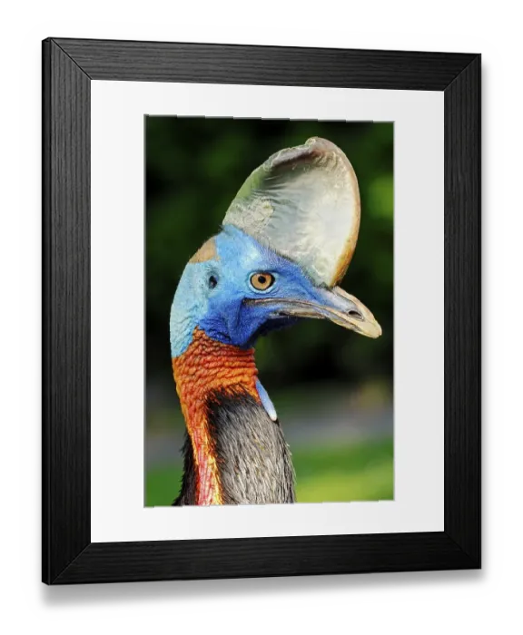 Framed Print : Single-wattled Cassowary (Casuarius unappendiculatus rufotinctus)
