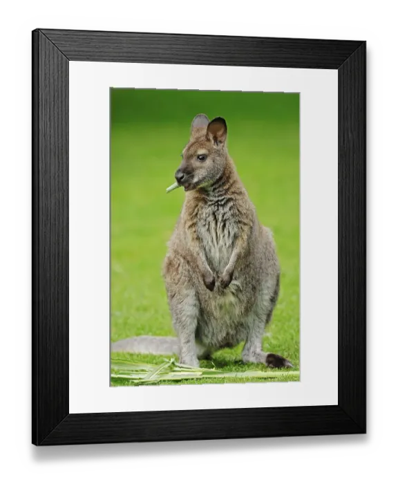 Framed Print : Red-necked Wallaby or Bennett's Wallaby (Macropus rufogriseus)