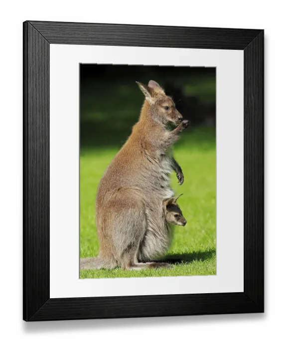 Framed Print : Red-necked wallaby (Macropus rufogriseus) Framed Print : Red-necked wallaby (Macropus rufogriseus)