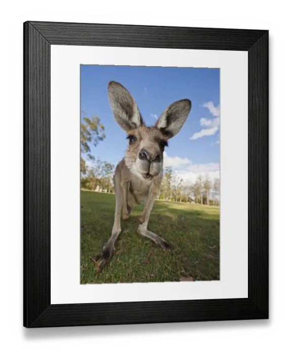 Framed Print : Eastern giant grey kangaroo (Macropus giganteus)