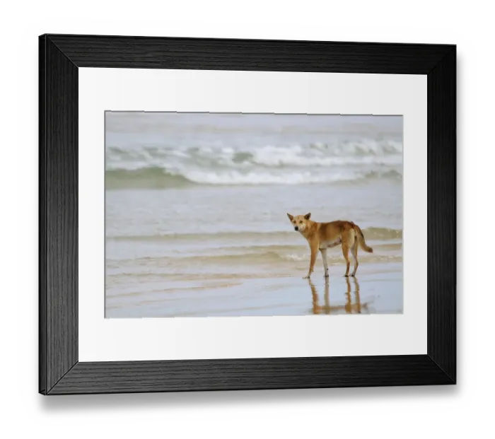 Framed Print : Dingo (Canis lupus dingo) on a beach