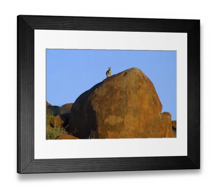 Framed Print : Kangaroo on red rocks, Macropus rufus Framed Print : Kangaroo on red rocks, Macropus rufus