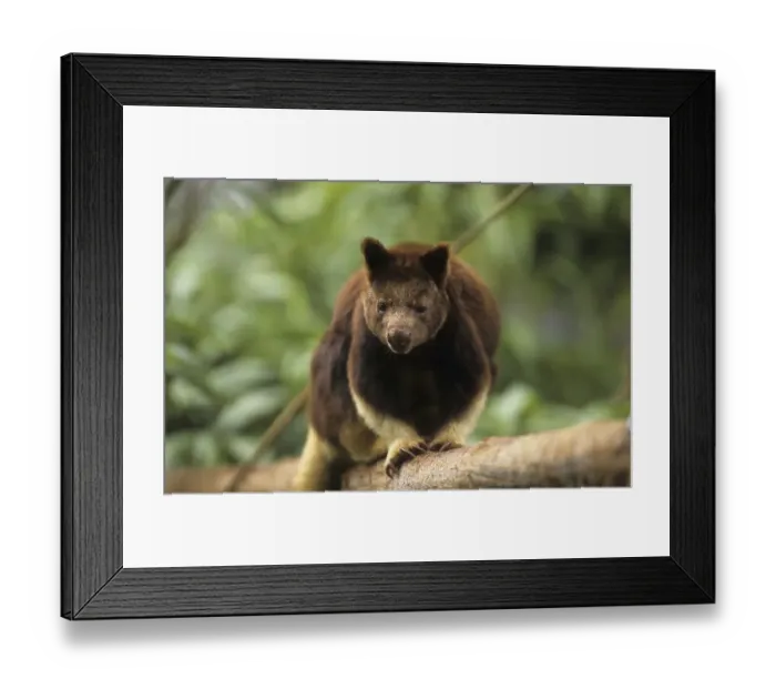 Framed Print : Goodfellow's Tree Kangaroo (Dendrolagus goodfellowi buergersi)