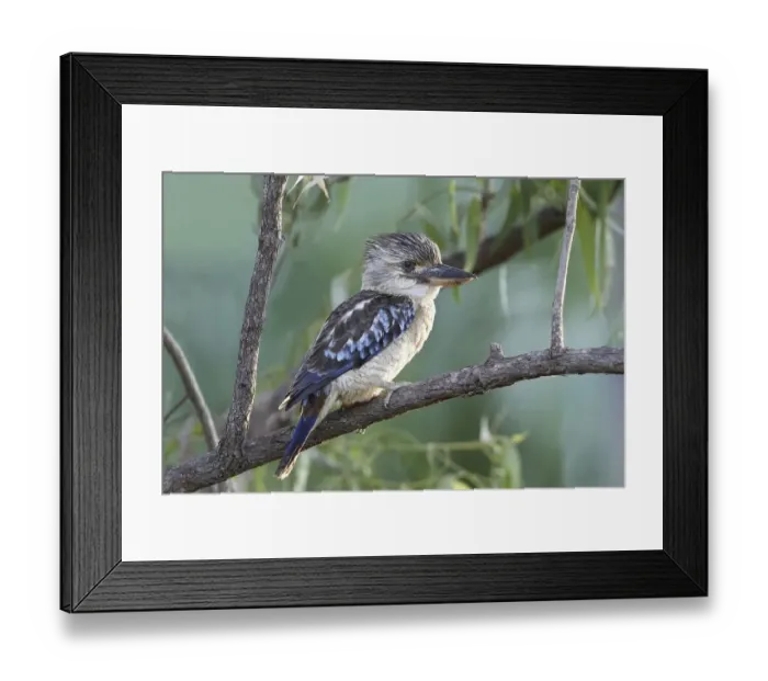 Framed Print : Blue-winged Kookaburra (Dacelo leachii)