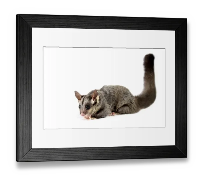 Framed Print : Sugar Glider (Petaurus breviceps)