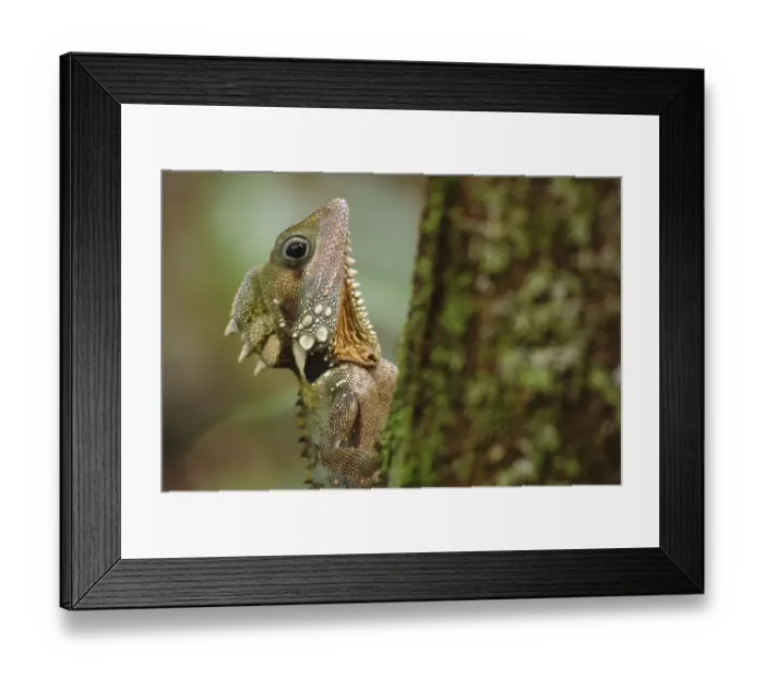 Framed Print : Boyd's Forest Dragon (Hypsilurus boydii)