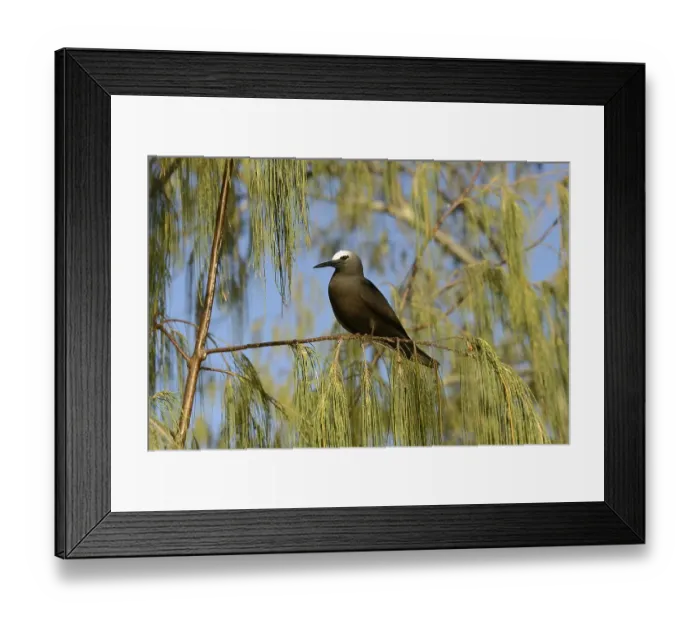 Framed Print : Black Noddy (Anous minutus) adult