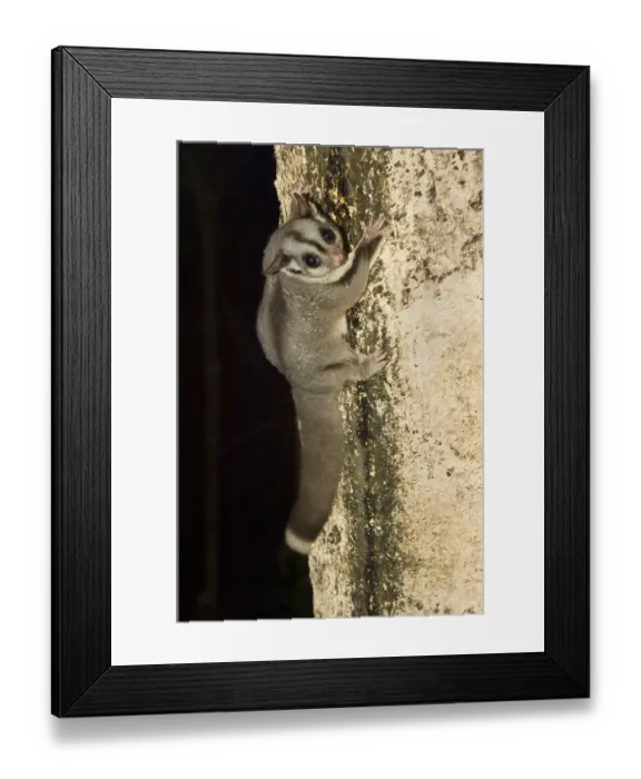 Framed Print : Sugar gliders (Petaurus breviceps)